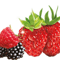 Airwick_Fragrances_1.10_Fruity_A.png